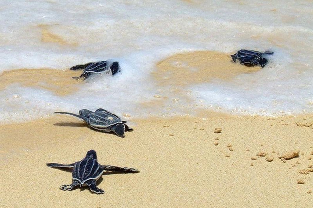 baby-leatherback-turtle
