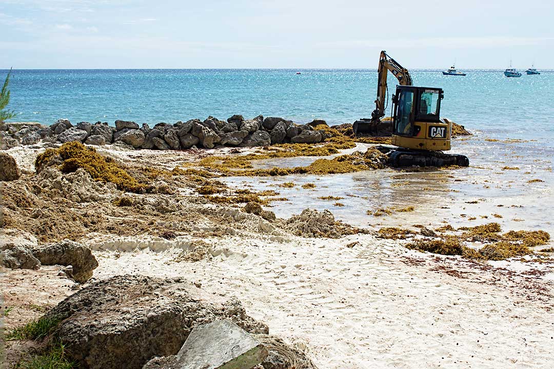 Antigua Beach Seaweed