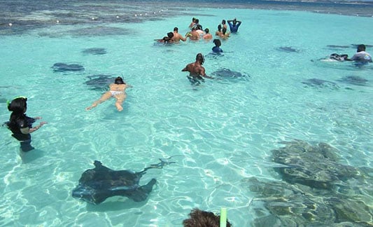 sting ray city Antigua